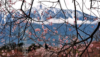 Peach blossoms pictured in front of snow mountain in Tibet