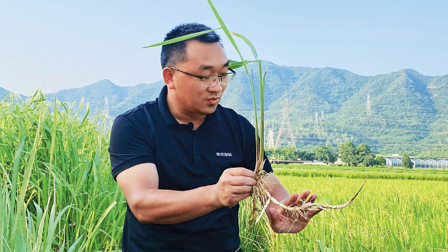 從田園到餐桌：一條農(nóng)業(yè)鏈串出的“科技宴”