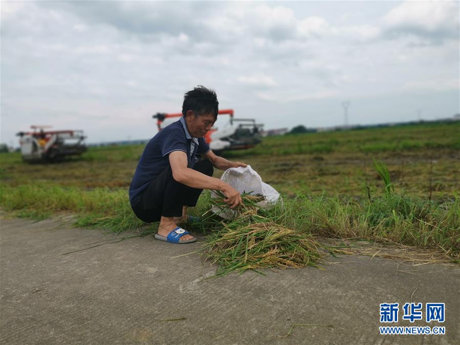 （新華視點(diǎn)·聚焦餐桌外的浪費(fèi)·圖文互動）（1）顆粒歸倉為何難實(shí)現(xiàn)？我國糧食收割環(huán)節(jié)損失驚人