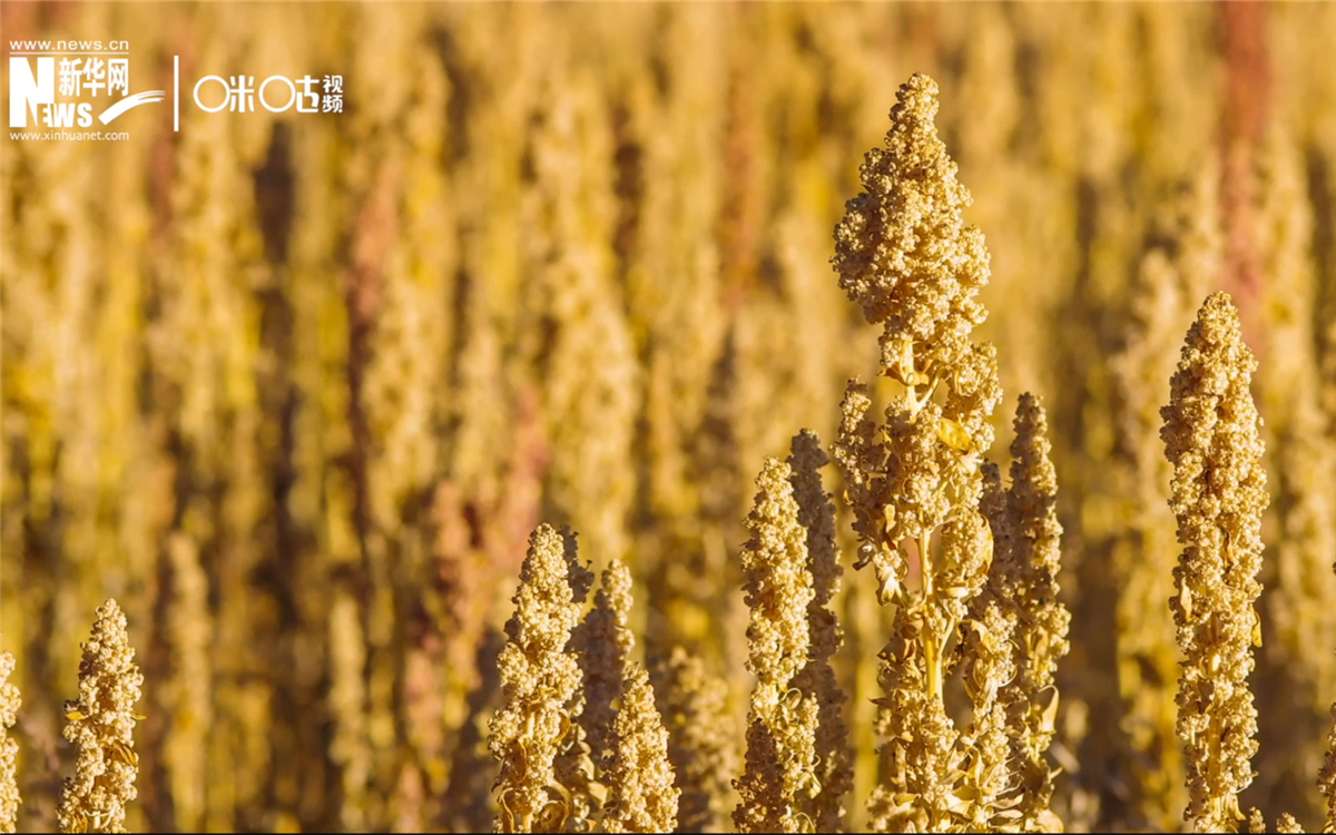 藜麥有極強的環(huán)境適應(yīng)能力和低成本、高回報的種植模式